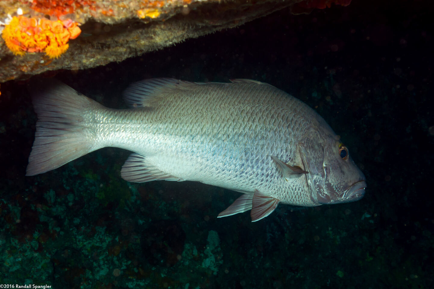 Lutjanus argentimaculatus (Mangrove Snapper)