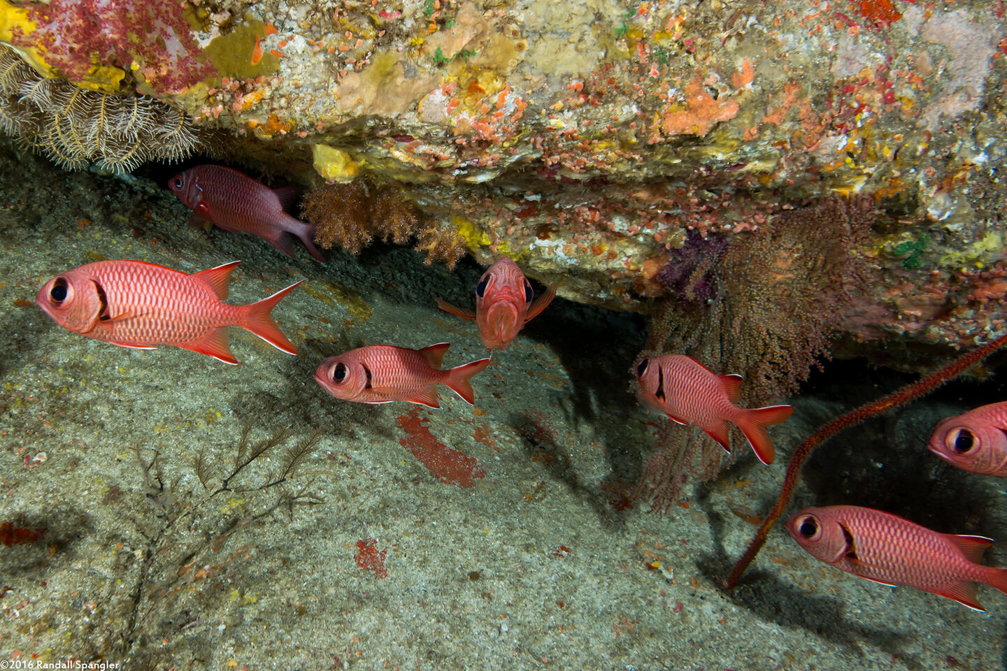 Myripristis berndti (Bigscale Soldierfish)