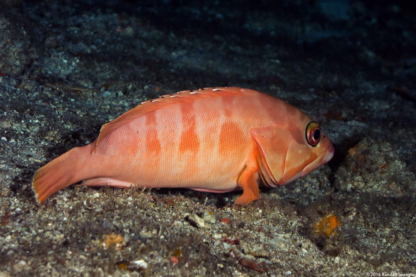 Epinephelus fasciatus (Blacktip Grouper)
