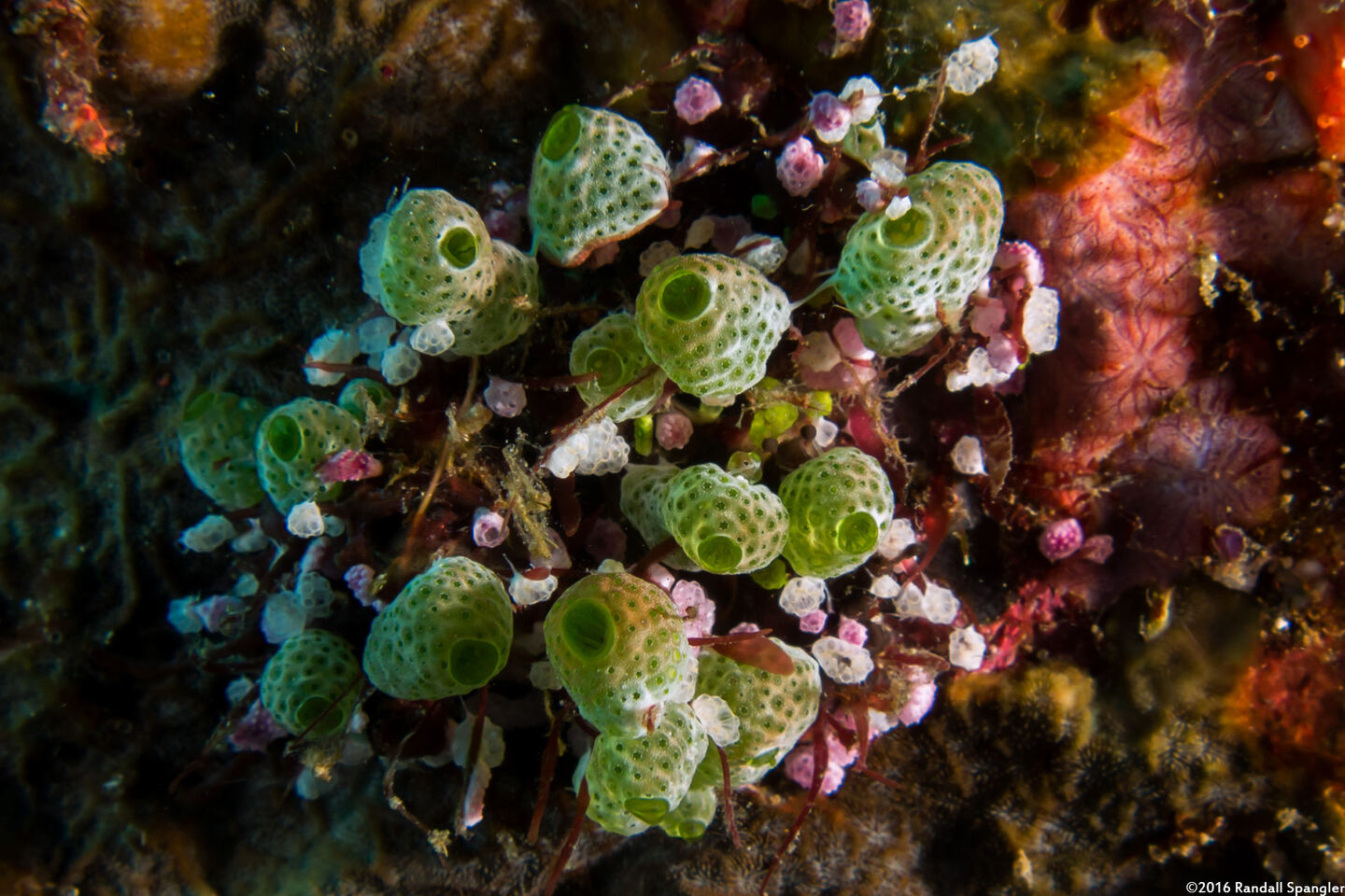 Atriolum robustum (Robust Sea Squirt)