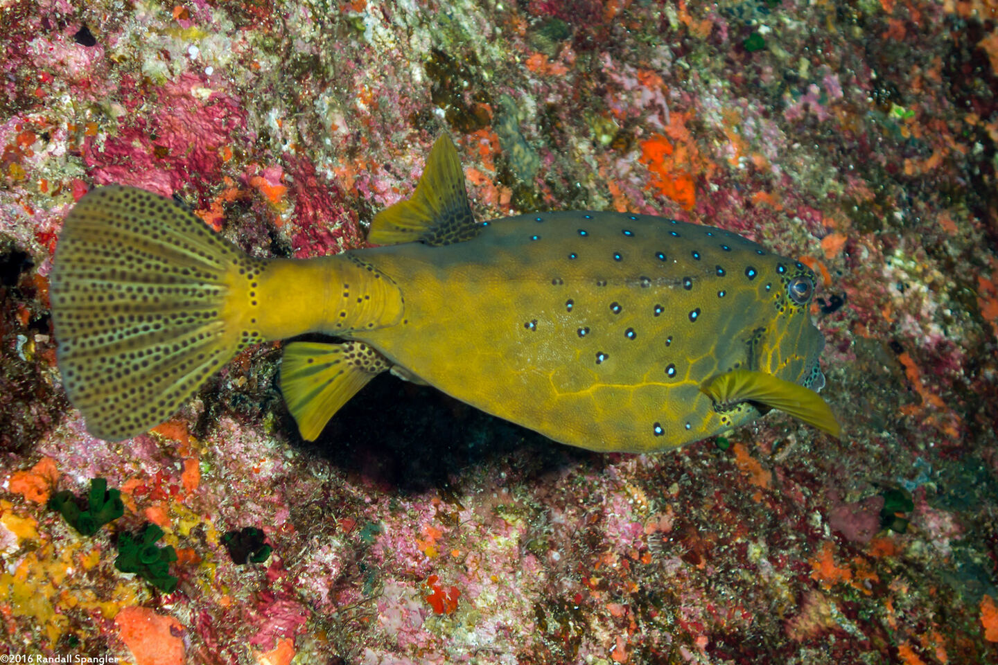 Ostracion cubicum (Yellow Boxfish)
