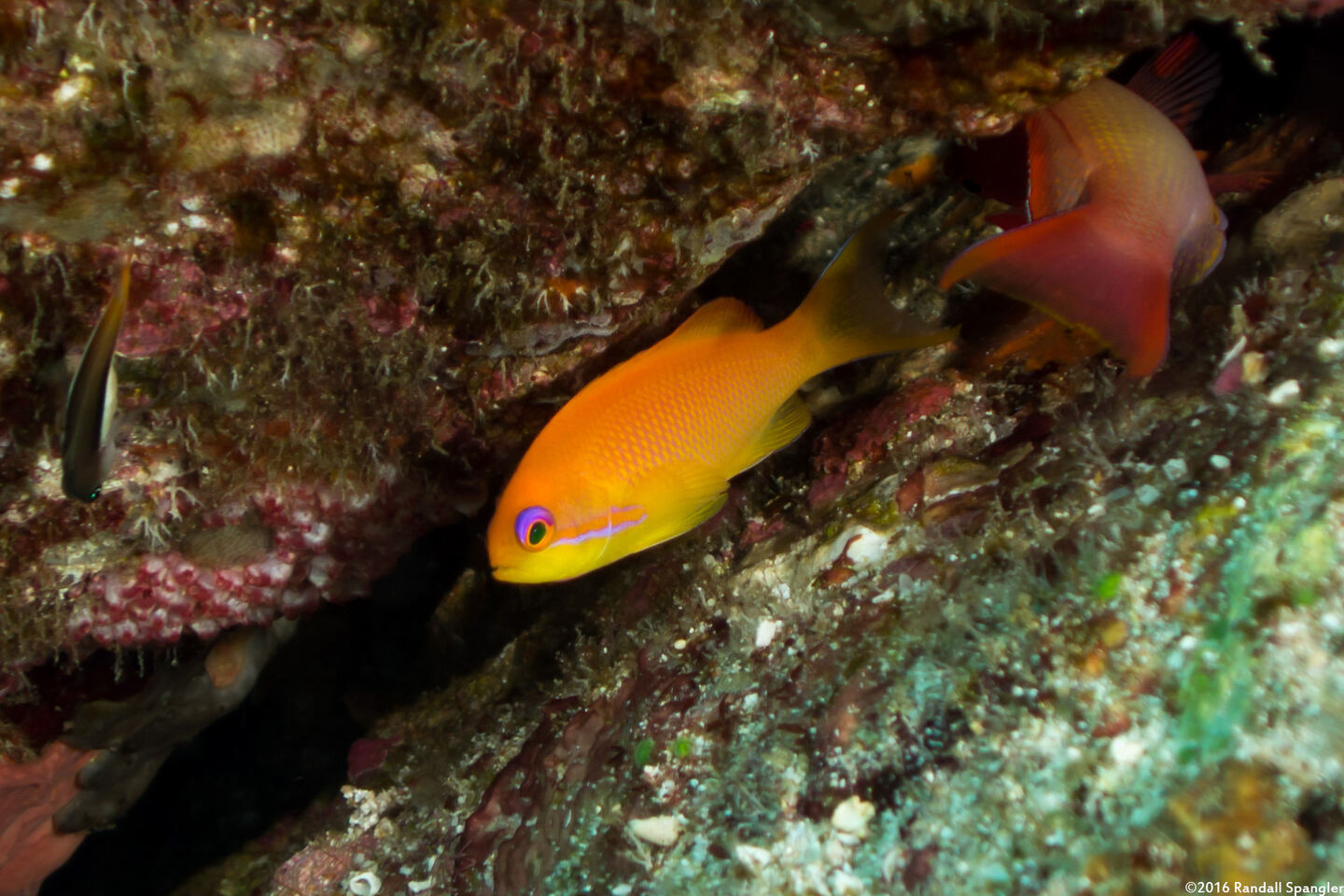 Pseudanthias squamipinnis (Scalefin Anthias)