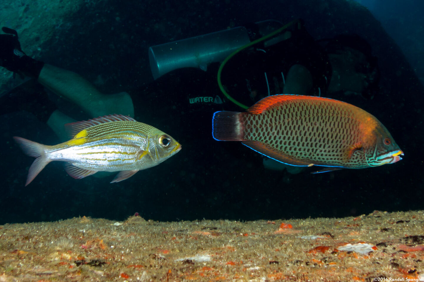 Pseudodax moluccanus (Chiseltooth Wrasse)
