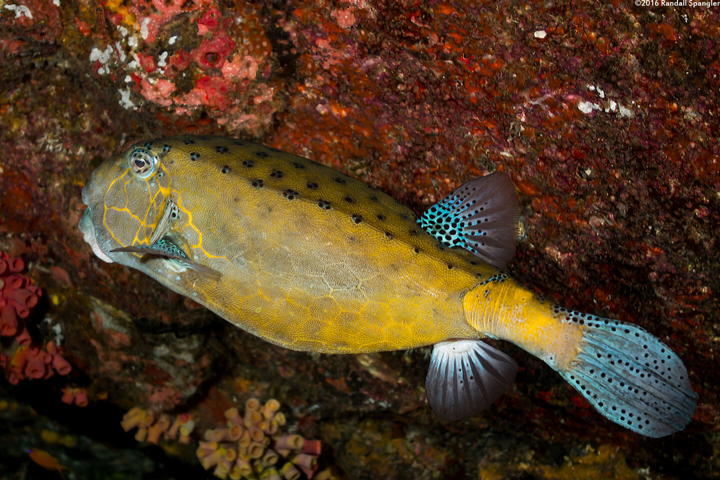 Ostracion cubicum (Yellow Boxfish)