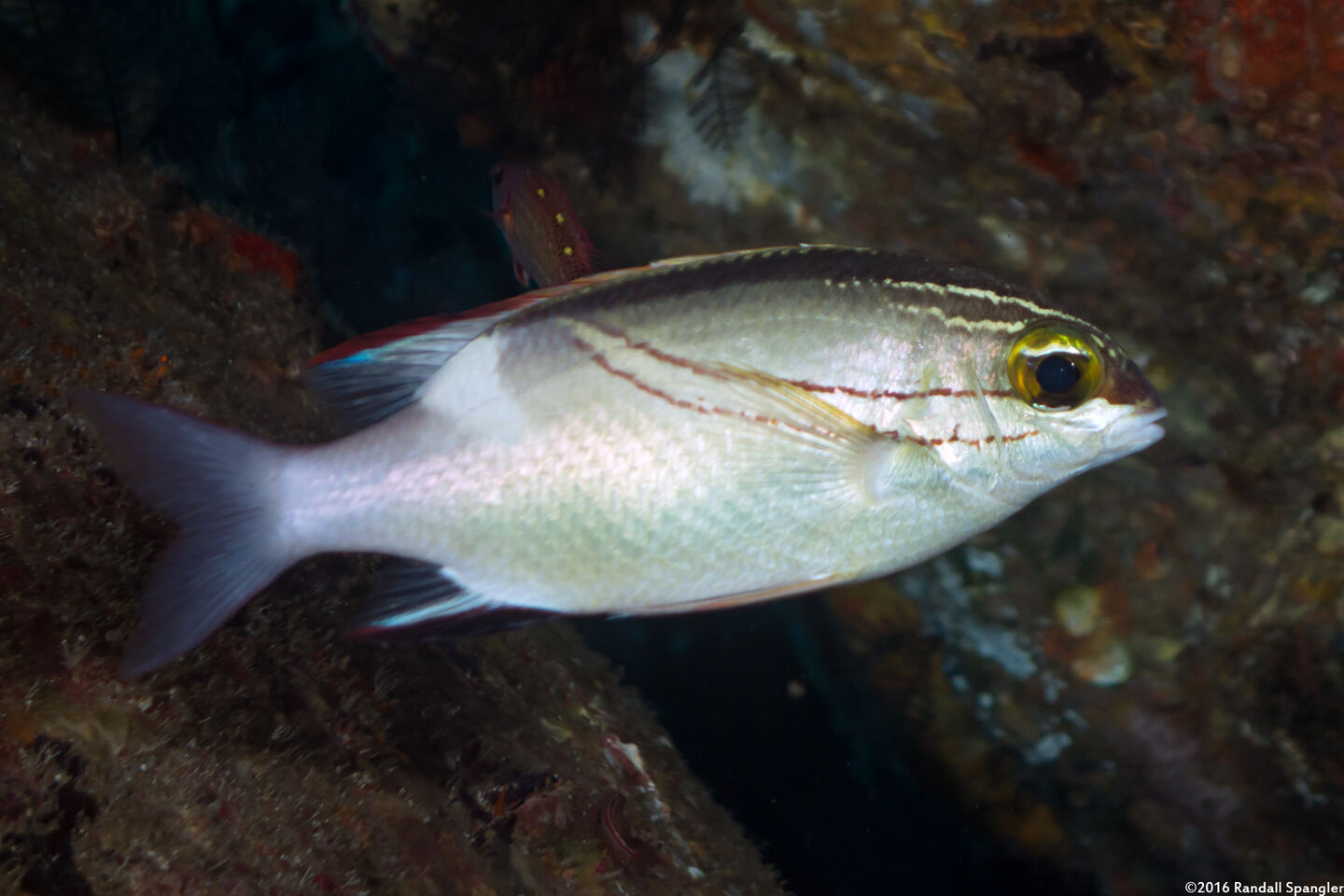 Scolopsis bilineata (Bridled Monocle Bream)
