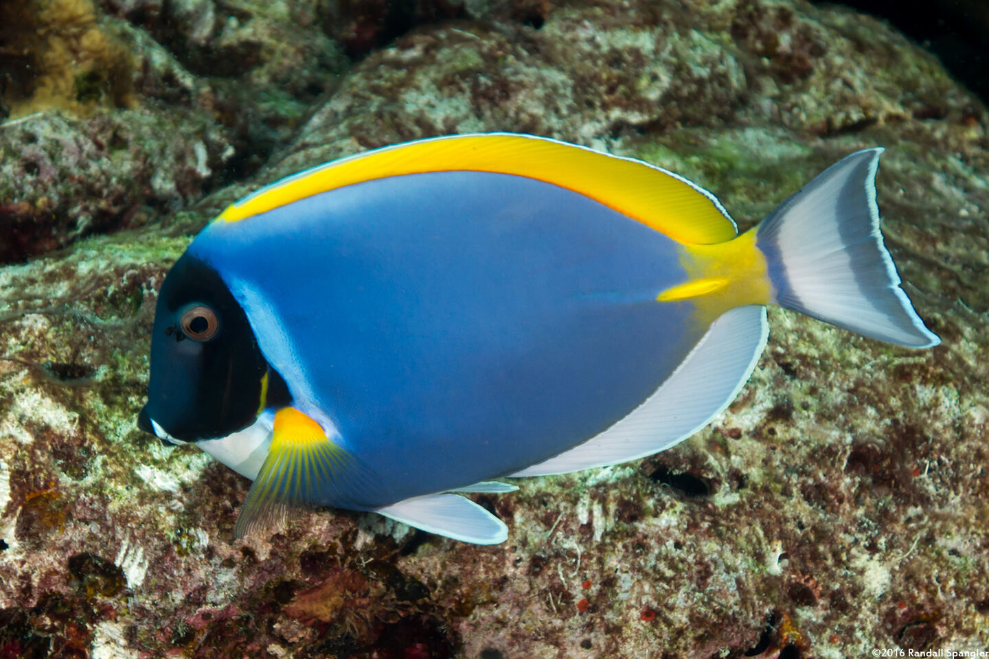 Acanthurus leucosternon (Powderblue Surgeonfish)