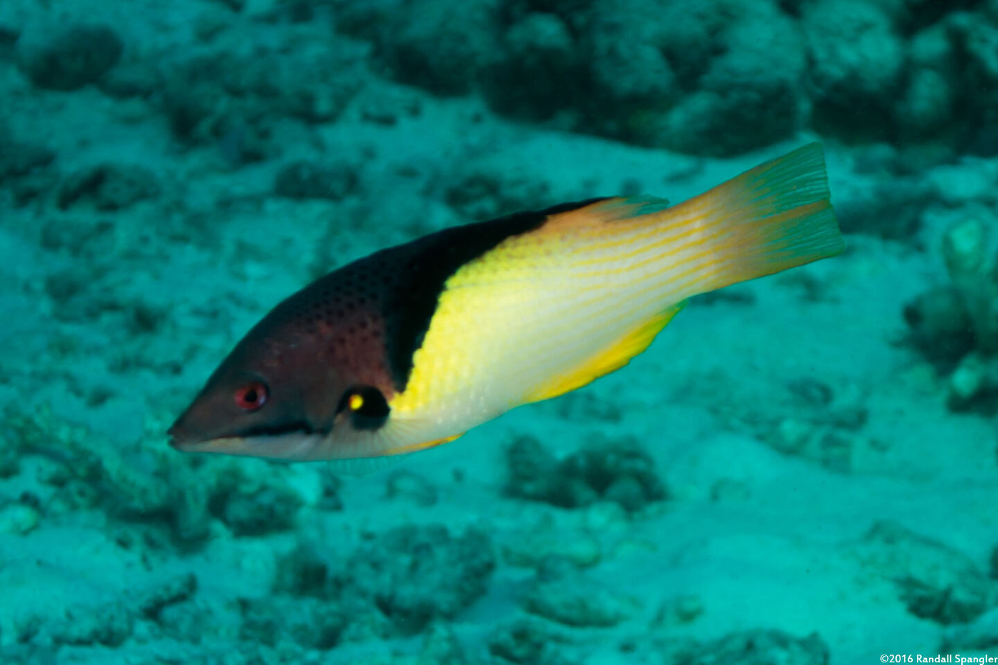 Bodianus mesothorax (Blackbelt Hogfish)