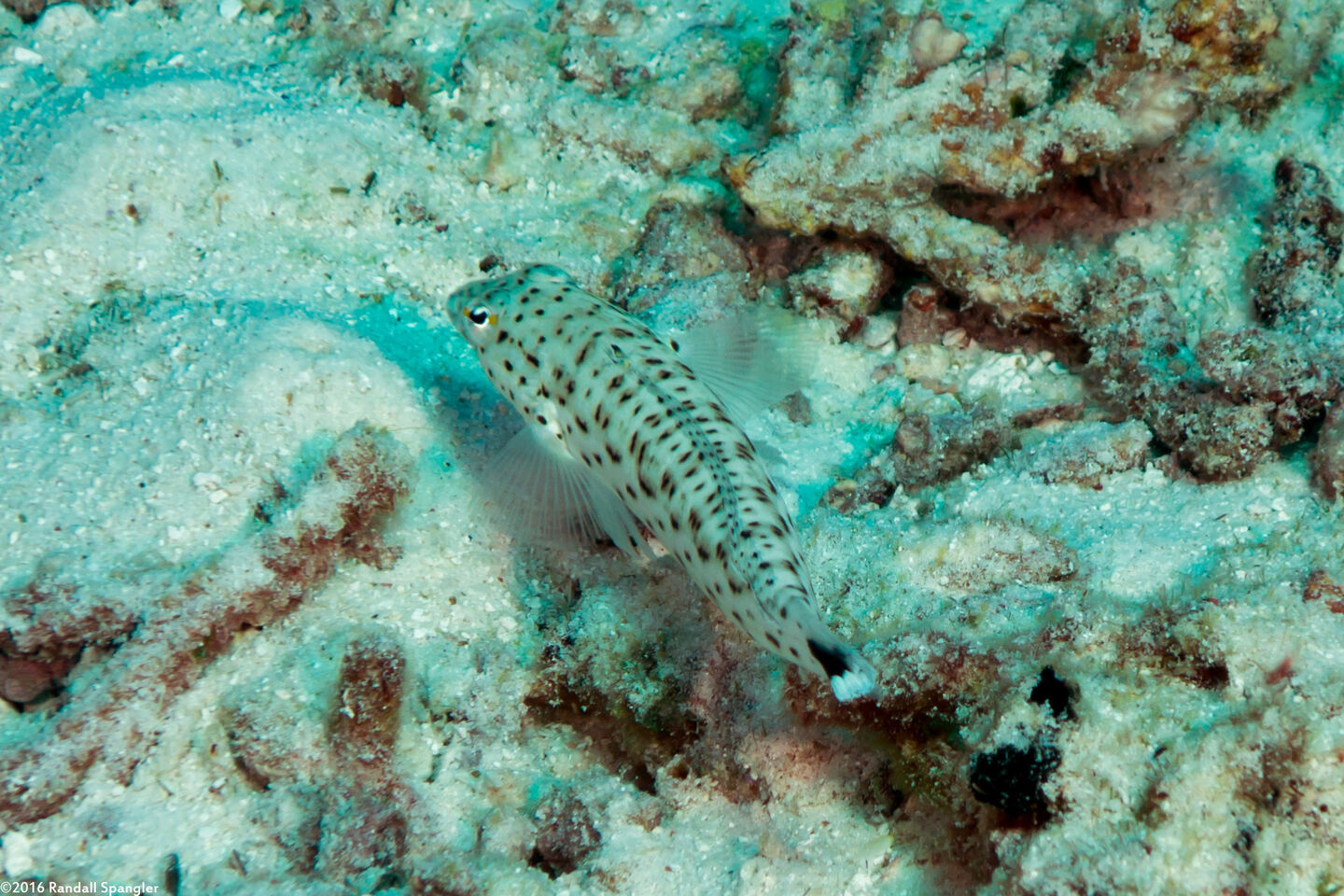 Parapercis hexophtalma (Speckled Sandperch)