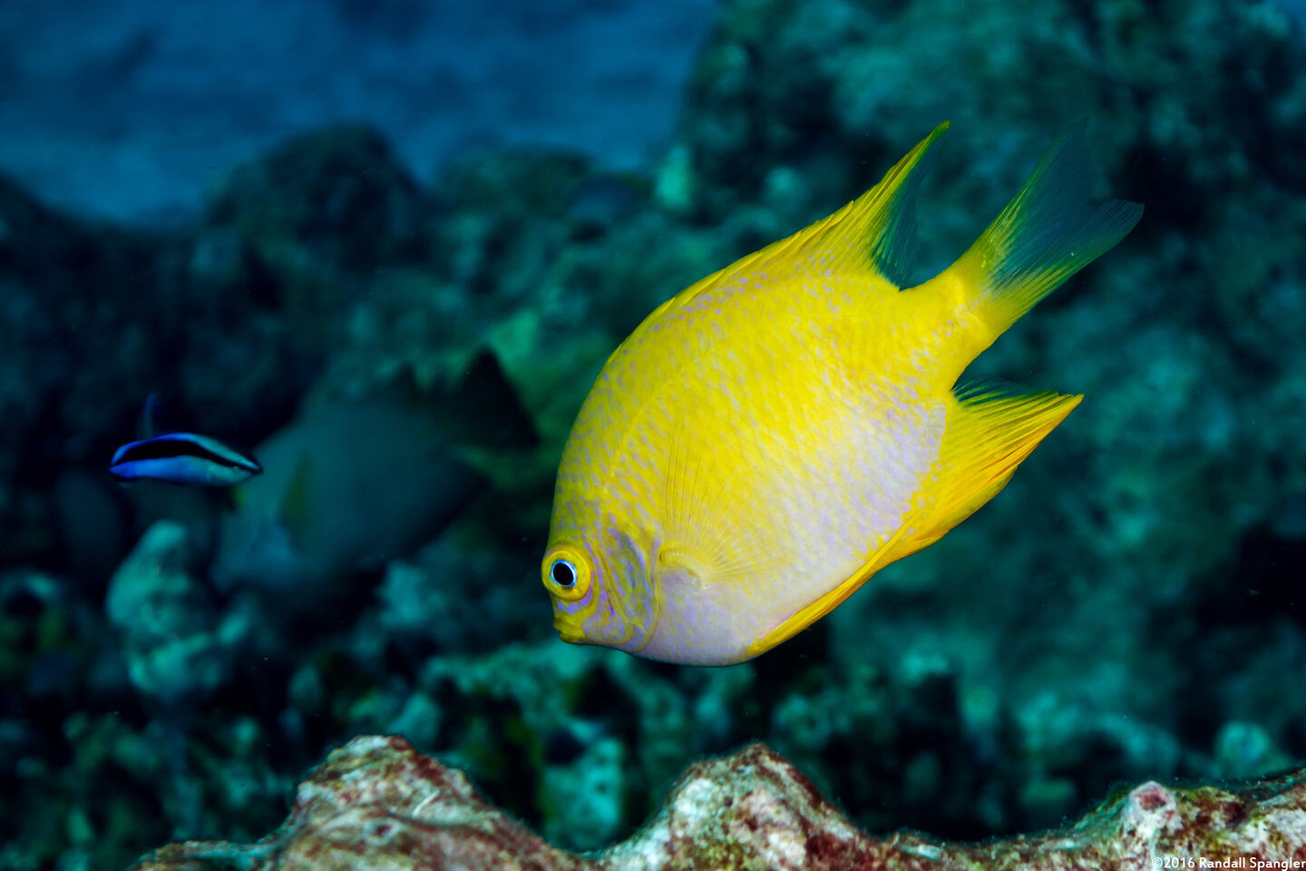 Amblyglyphidodon aureus (Golden Damsel)