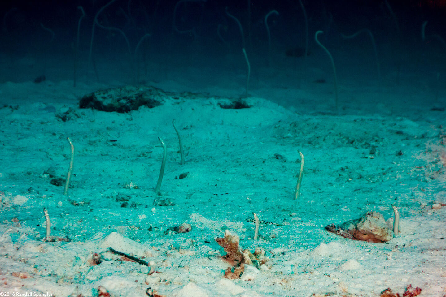Gorgasia maculata (Spaghetti Garden Eel)