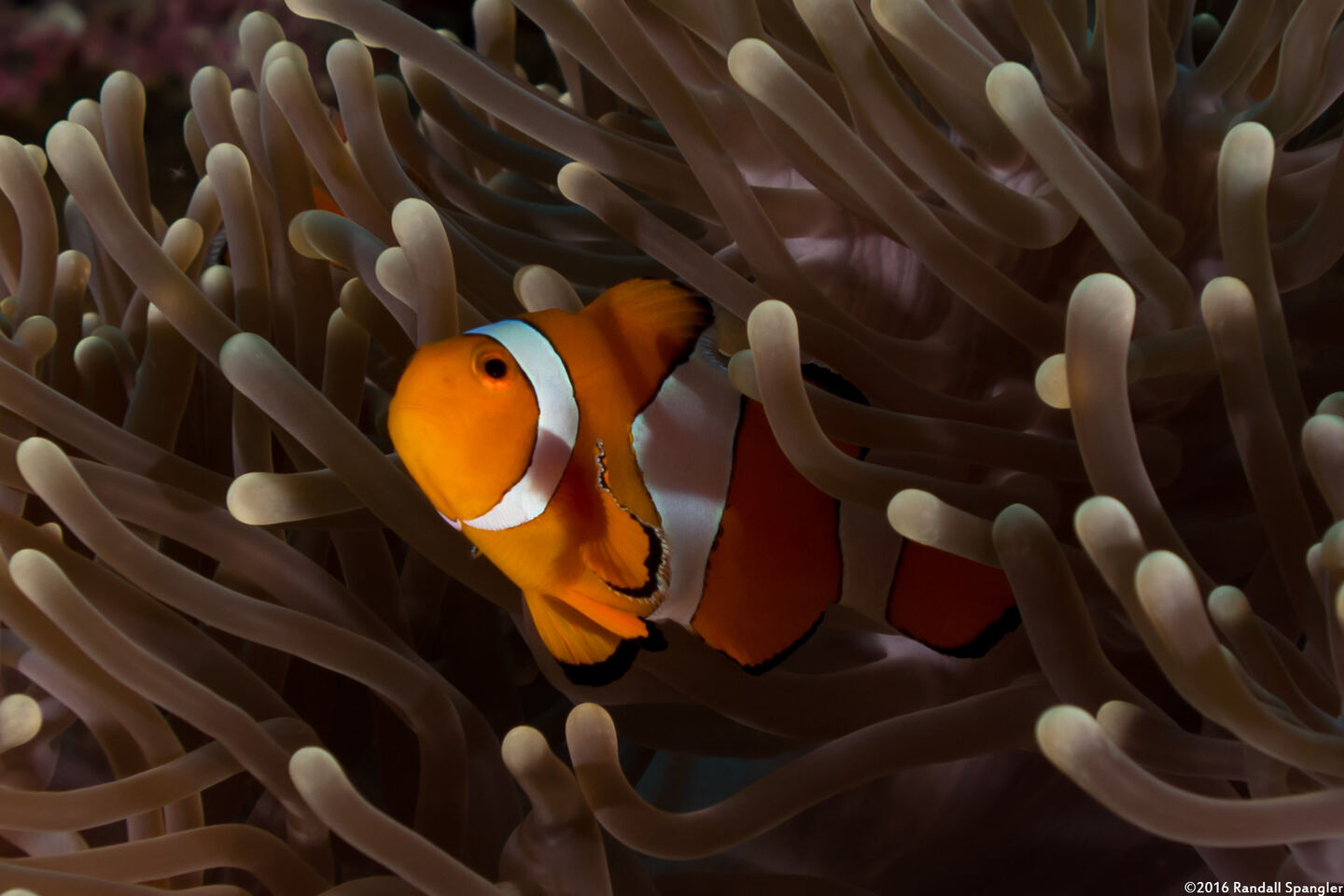 Amphiprion ocellaris (False Clown Anemonefish)