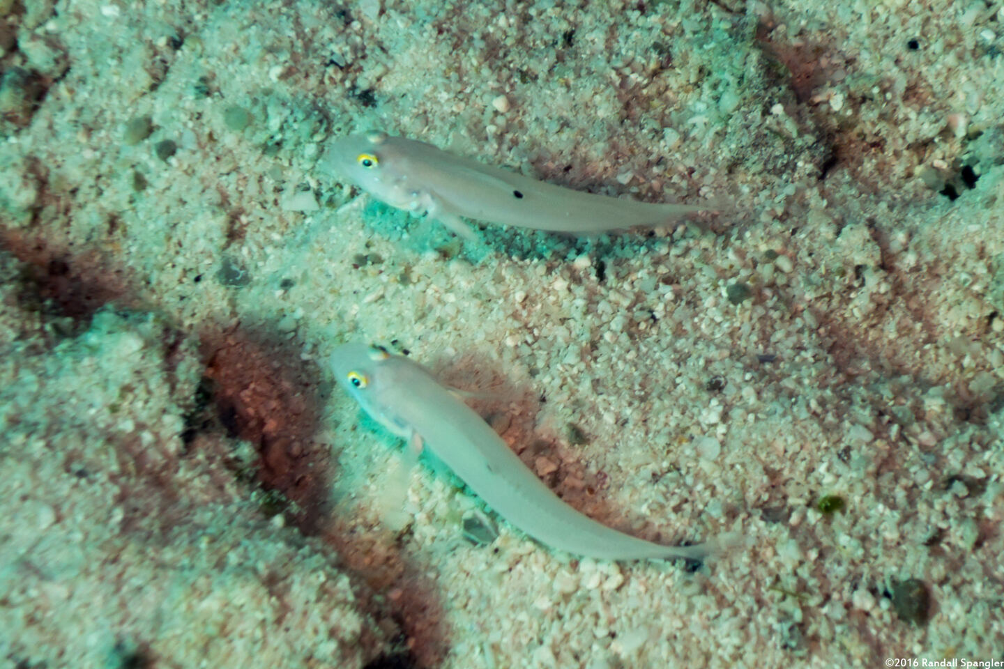 Valenciennea sexguttata (Sixspot Goby)