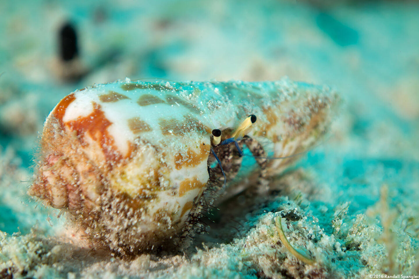 Dardanus lagopodes (Dark Knee Hermit Crab)