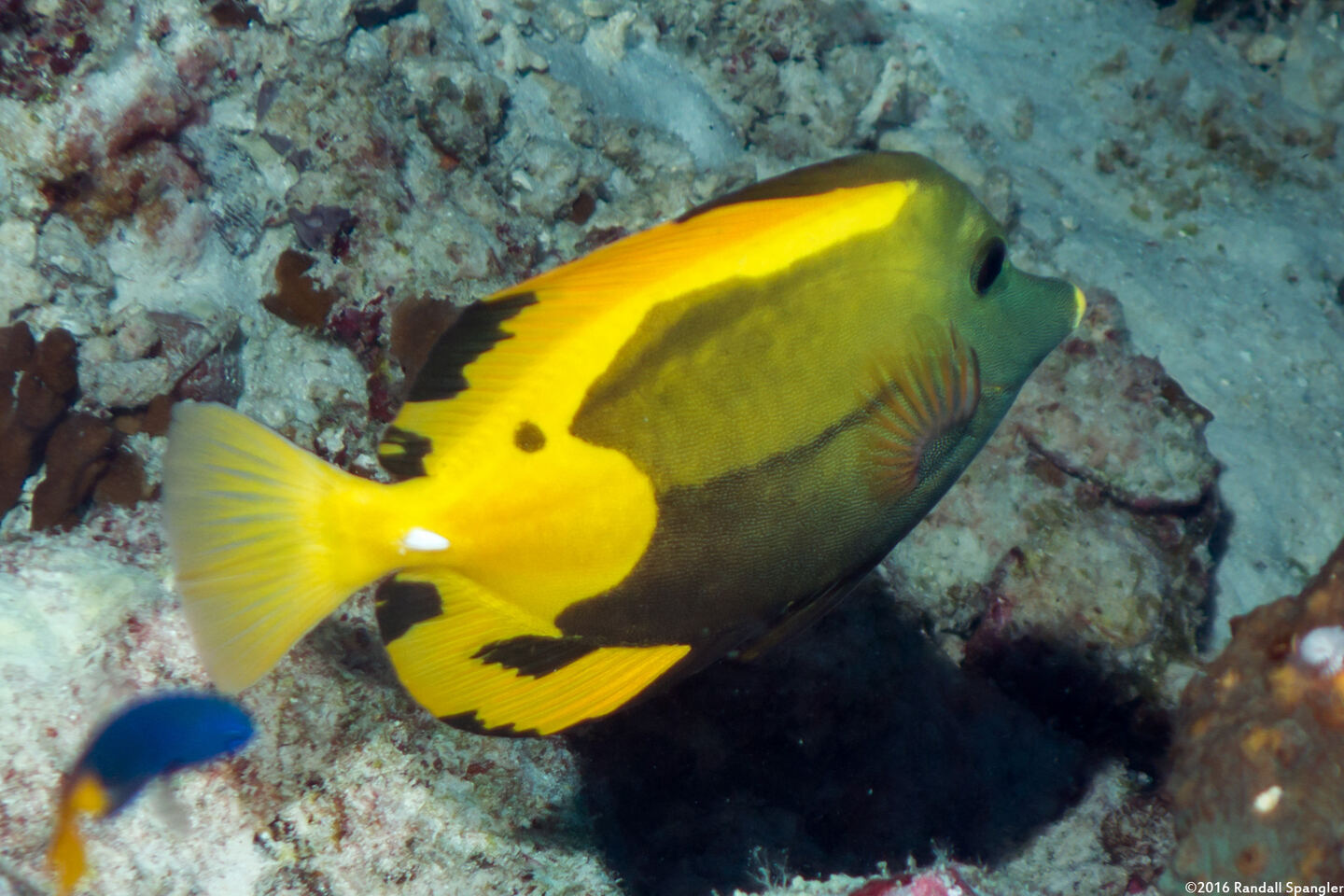 Zebrasoma scopas (Brushtail Tang); Unusual coloration