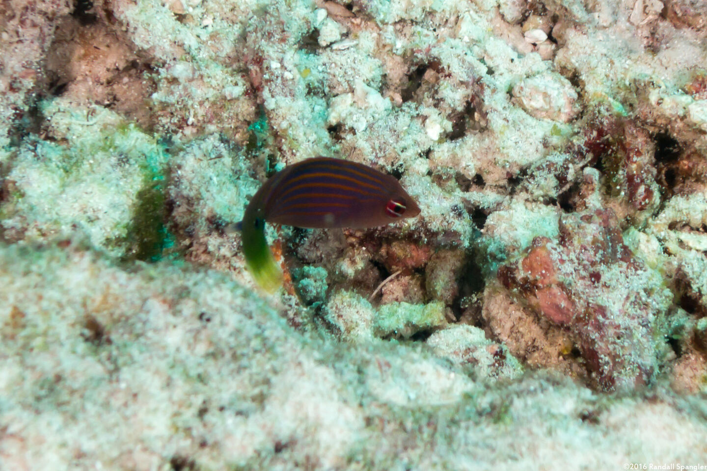 Pseudocheilinus hexataenia (Sixstripe Wrasse)