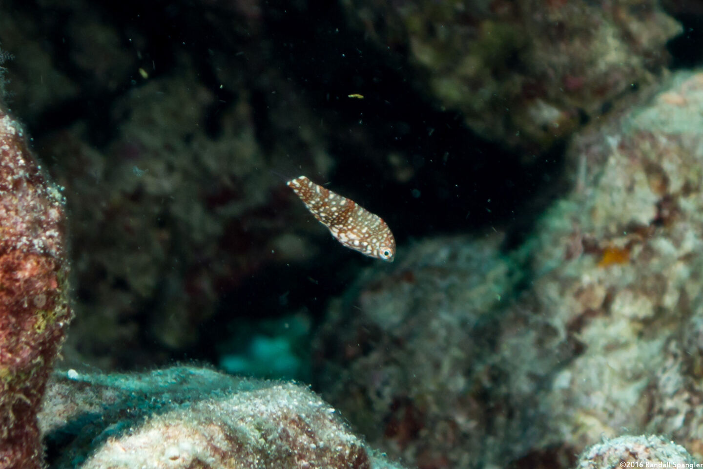 Macropharyngodon ornatus (Ornate Leopard Wrasse)