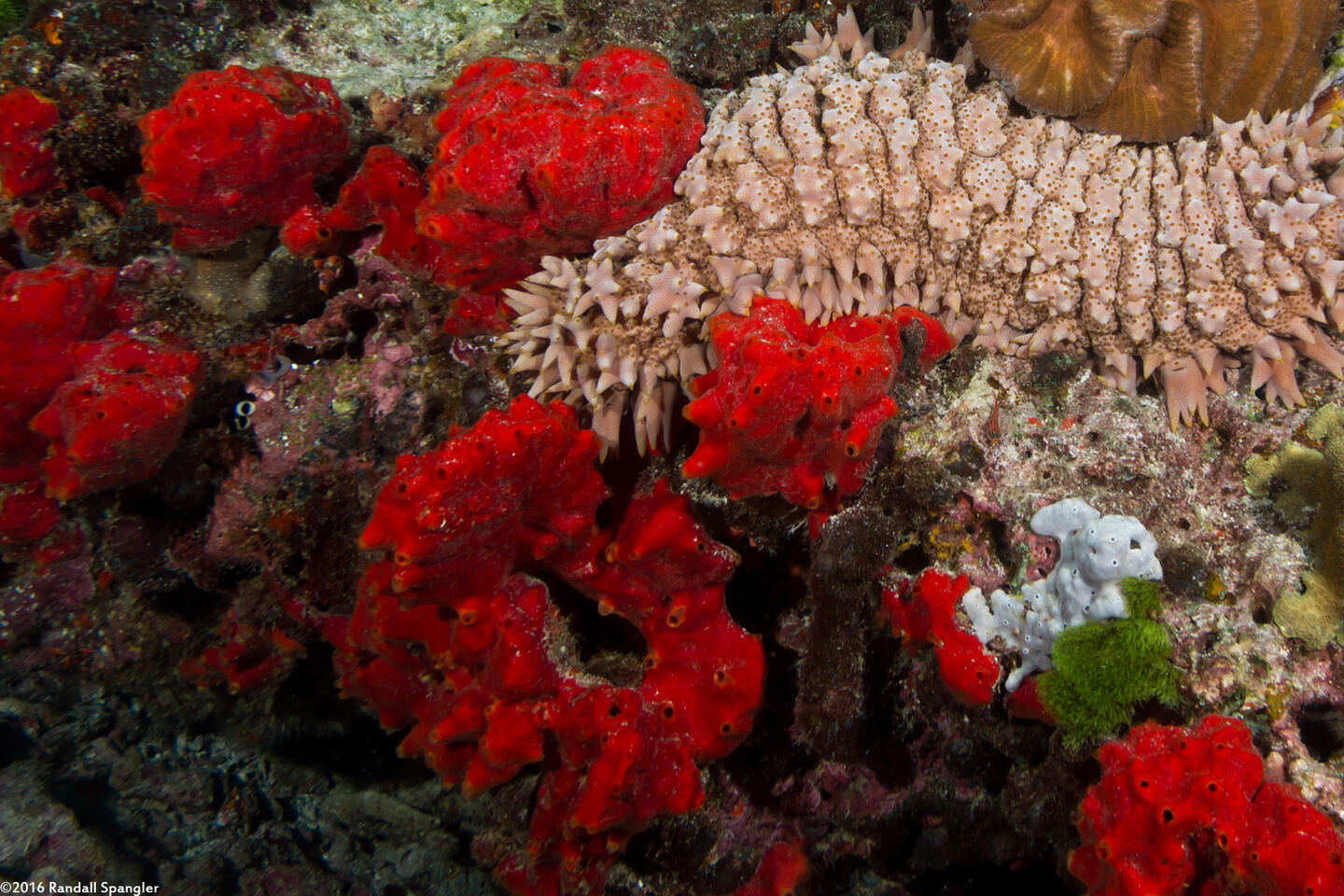 Pione vastifica (Red Boring Sponge)