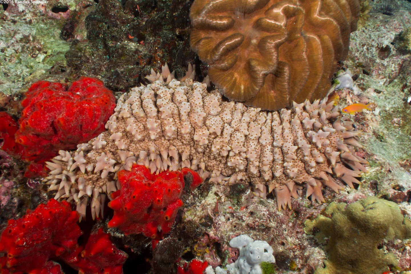 Thelenota ananas (Pineapple Sea Cucumber)