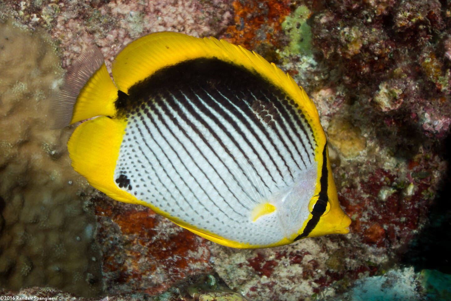 Chaetodon melannotus (Black-Backed Butterflyfish)