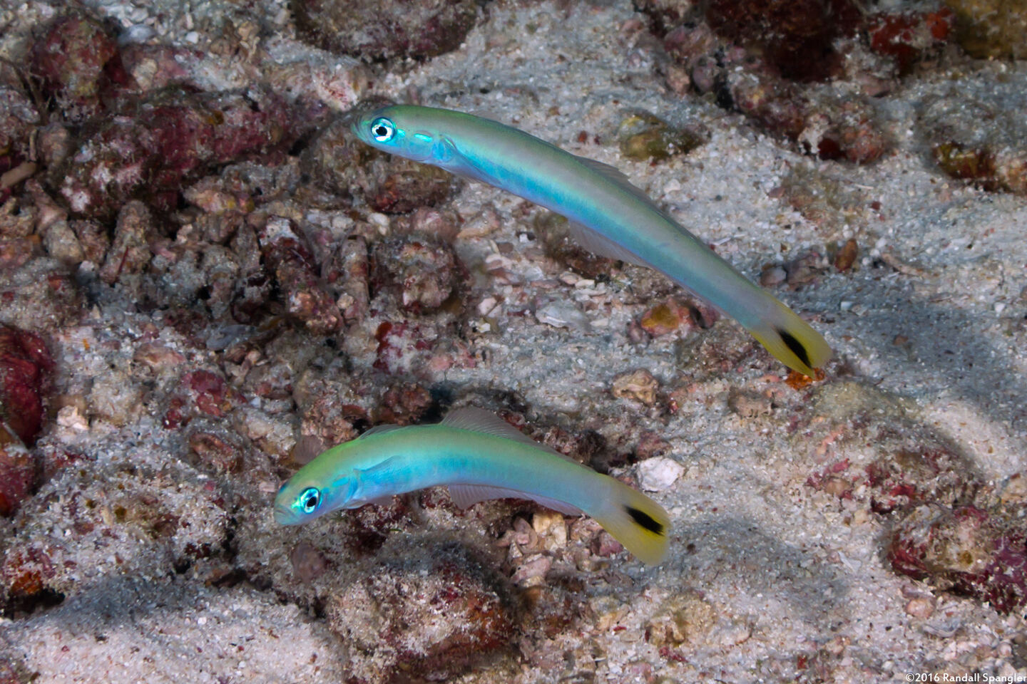 Ptereleotris heteroptera (Spottail Dartfish)