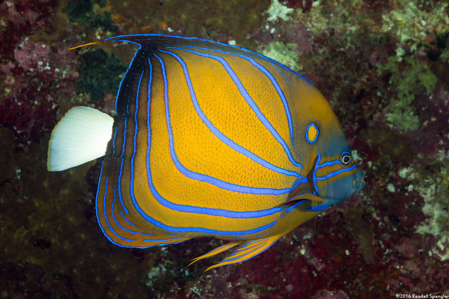 Pomacanthus annularis (Blue-Ringed Angelfish)