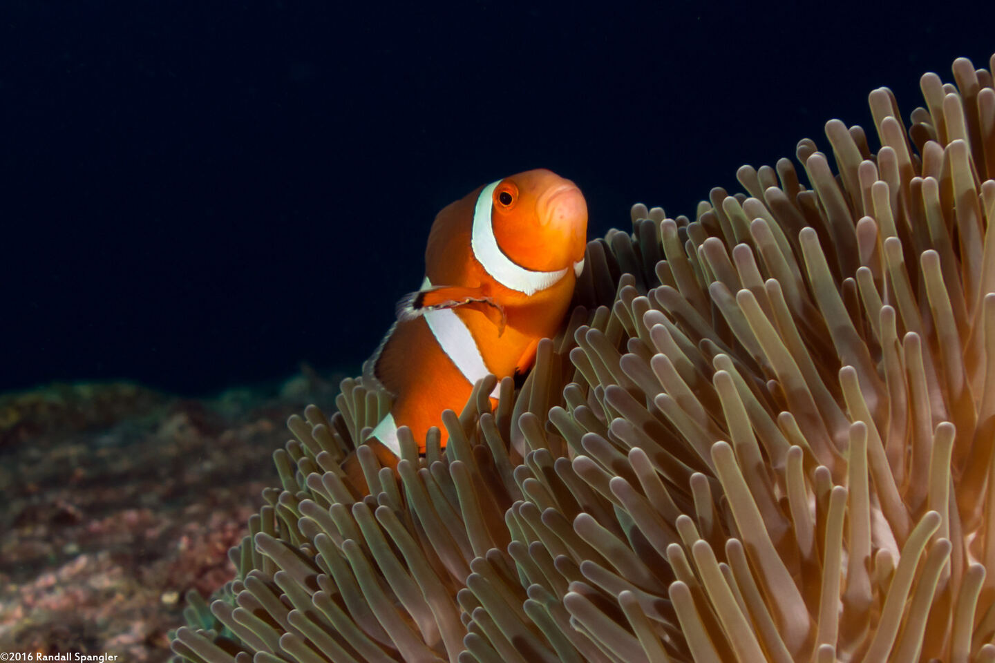 Amphiprion ocellaris (False Clown Anemonefish)