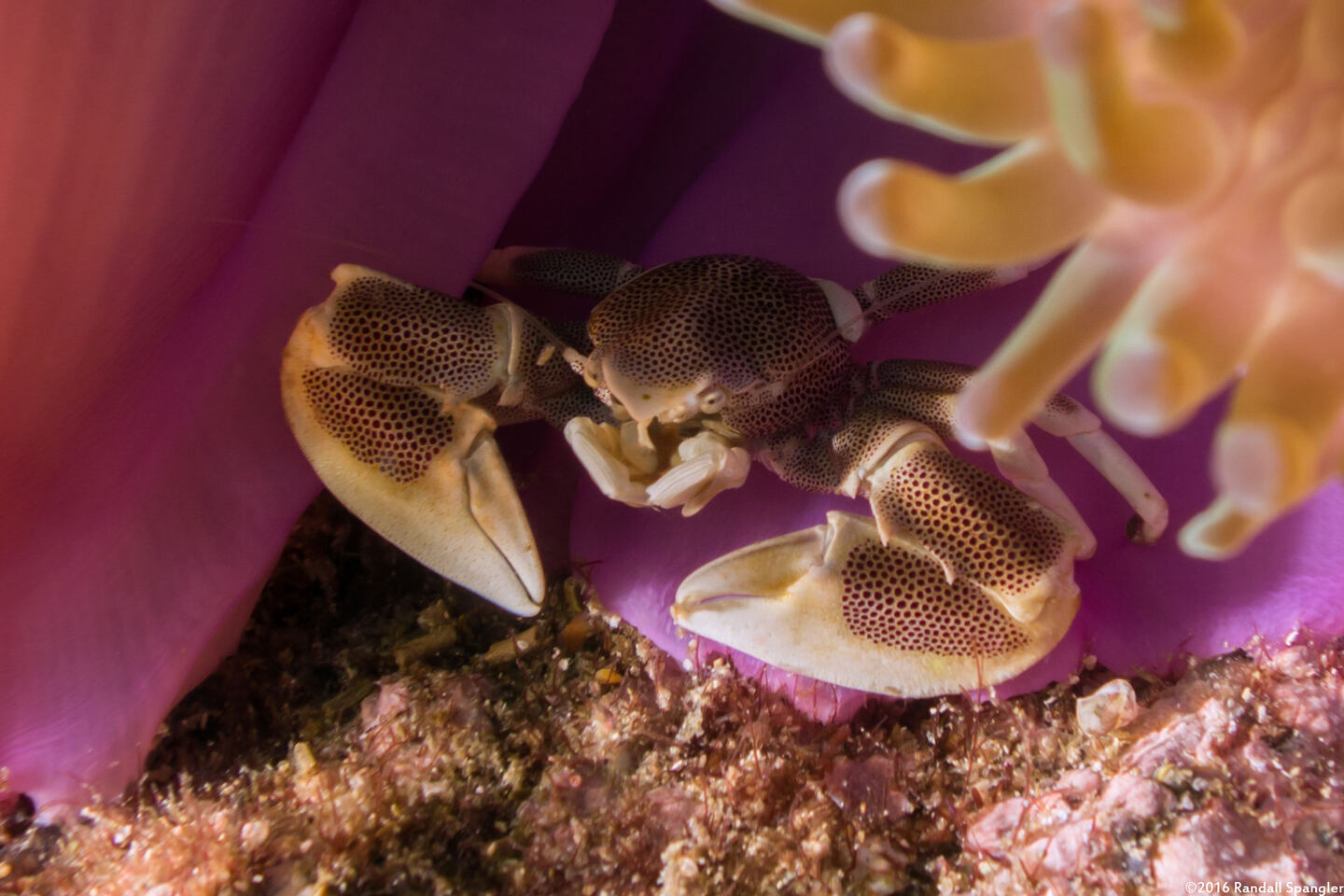 Neopetrolisthes maculatus (Spotted Porcelain Crab)