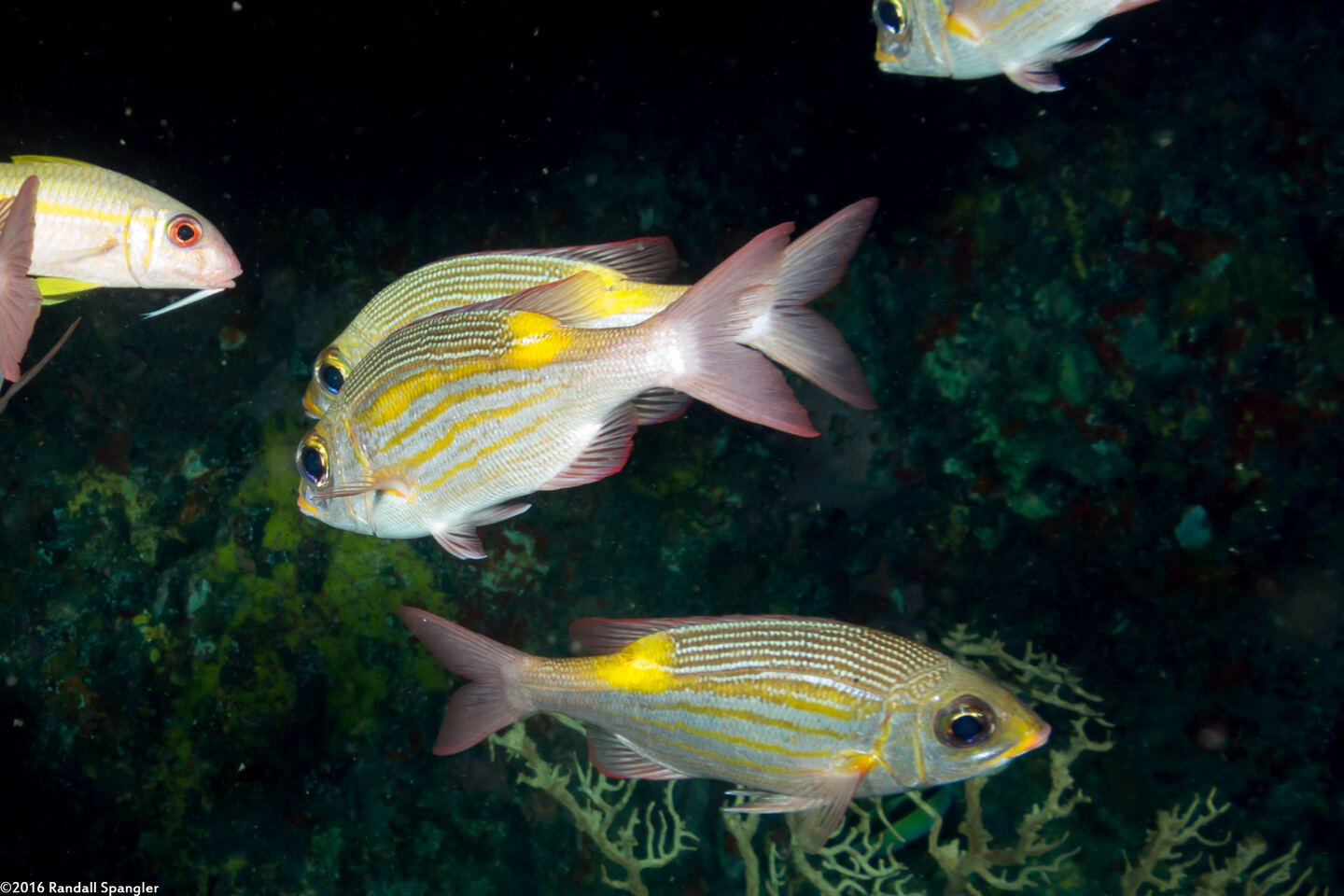 Gnathodentex aureolineatus (Striped Large-Eye Bream)