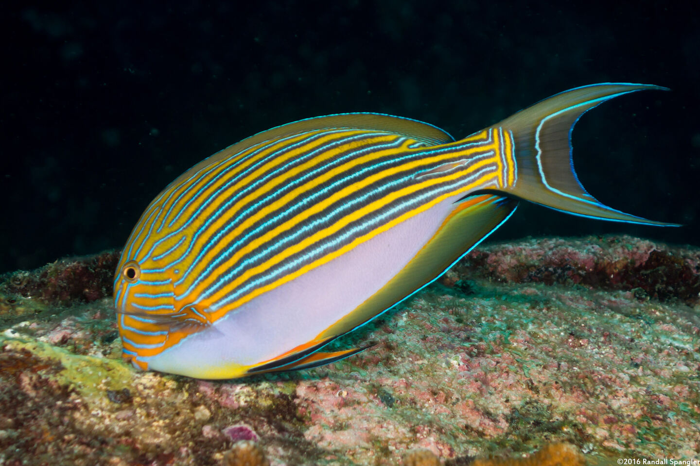 Acanthurus lineatus (Striped Surgeonfish)