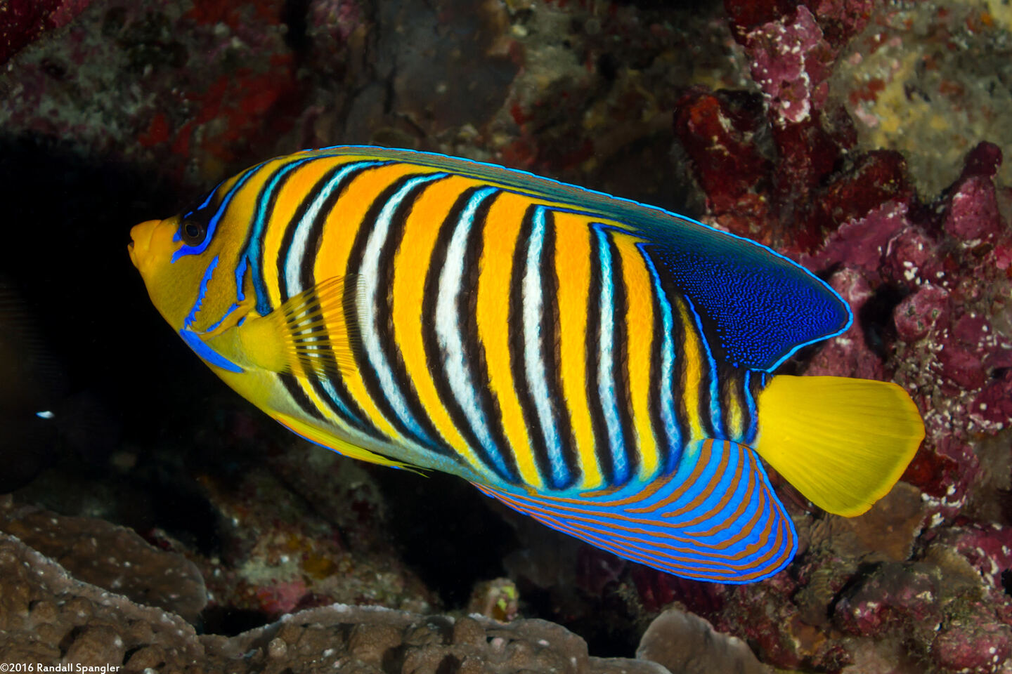 Pygoplites diacanthus (Regal Angelfish)