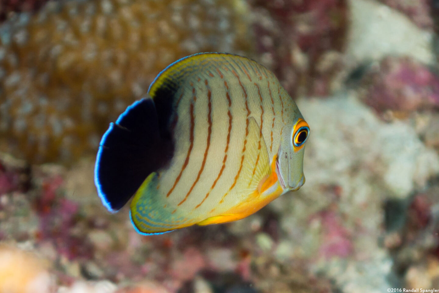 Acanthurus tristis (Indian Mimic Surgeonfish)
