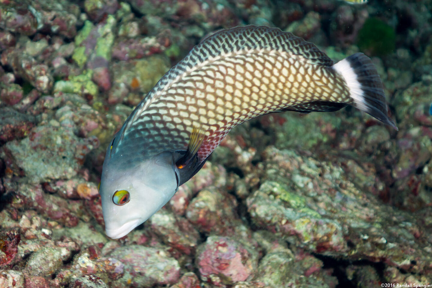 Novaculichthys taeniourus (Rockmover Wrasse)