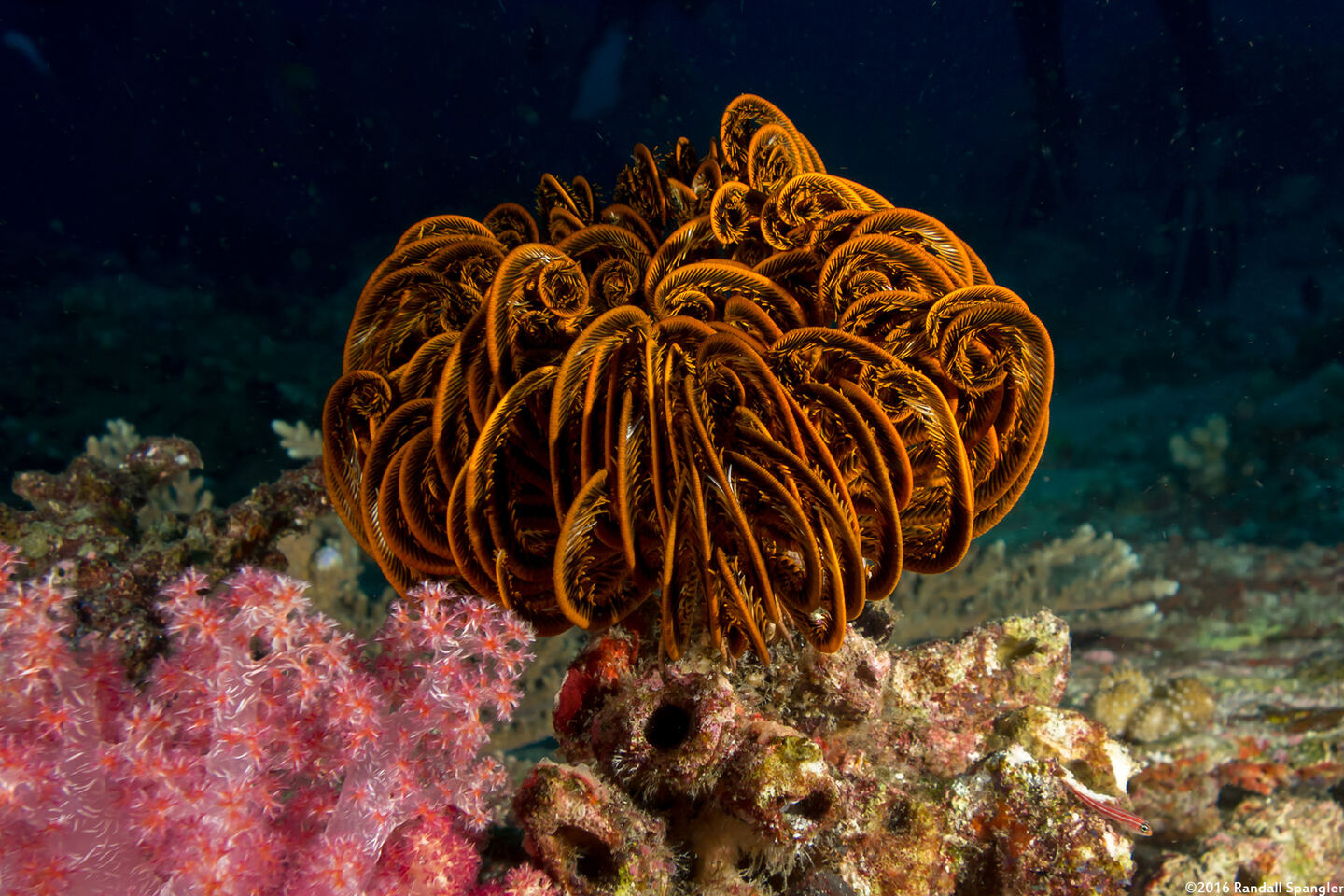 Anneissia bennetti (Bennett's Feather Star)