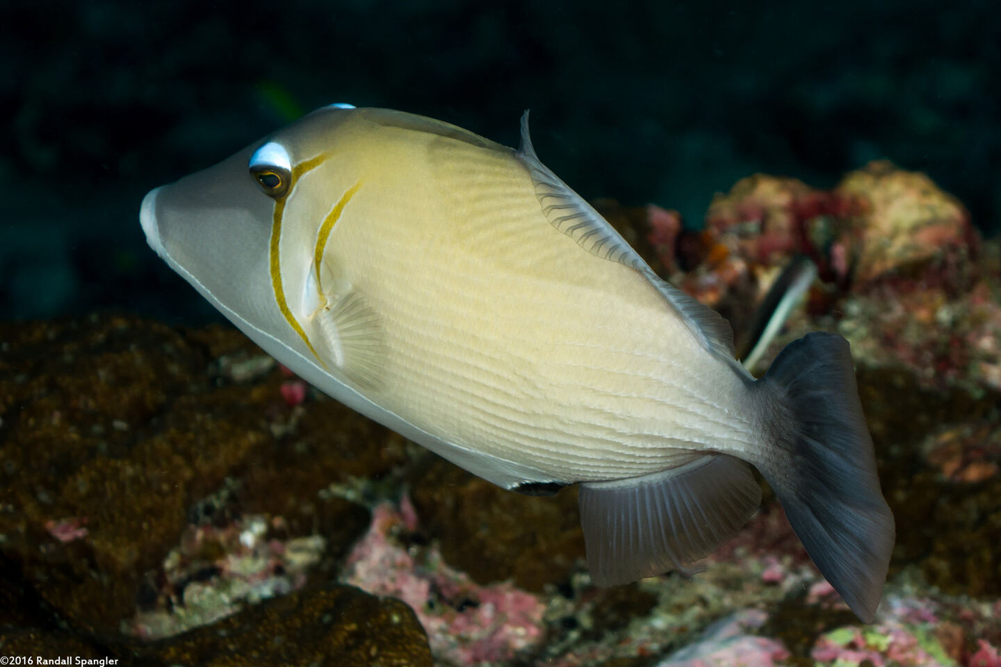 Sufflamen bursa (Scythe Triggerfish)