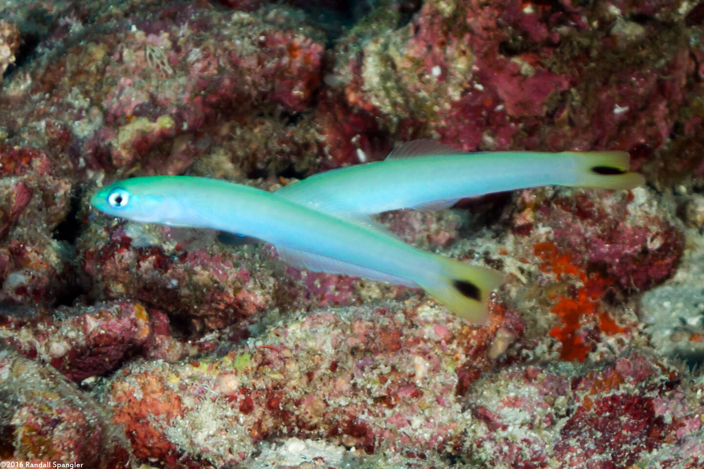 Ptereleotris heteroptera (Spottail Dartfish)