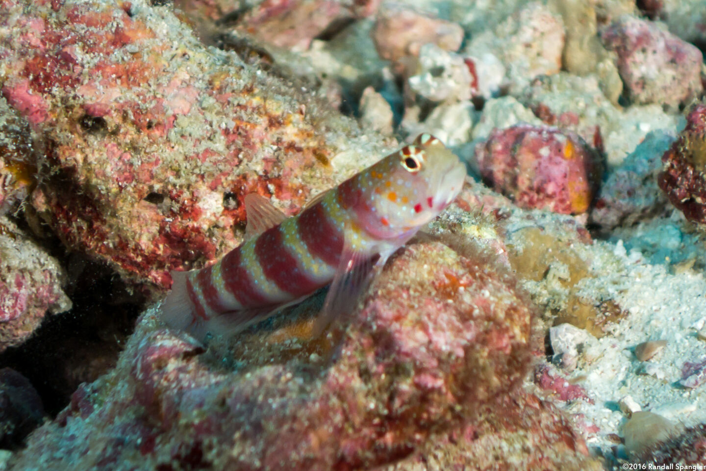 Amblyeleotris wheeleri (Gorgeous Shrimpgoby)