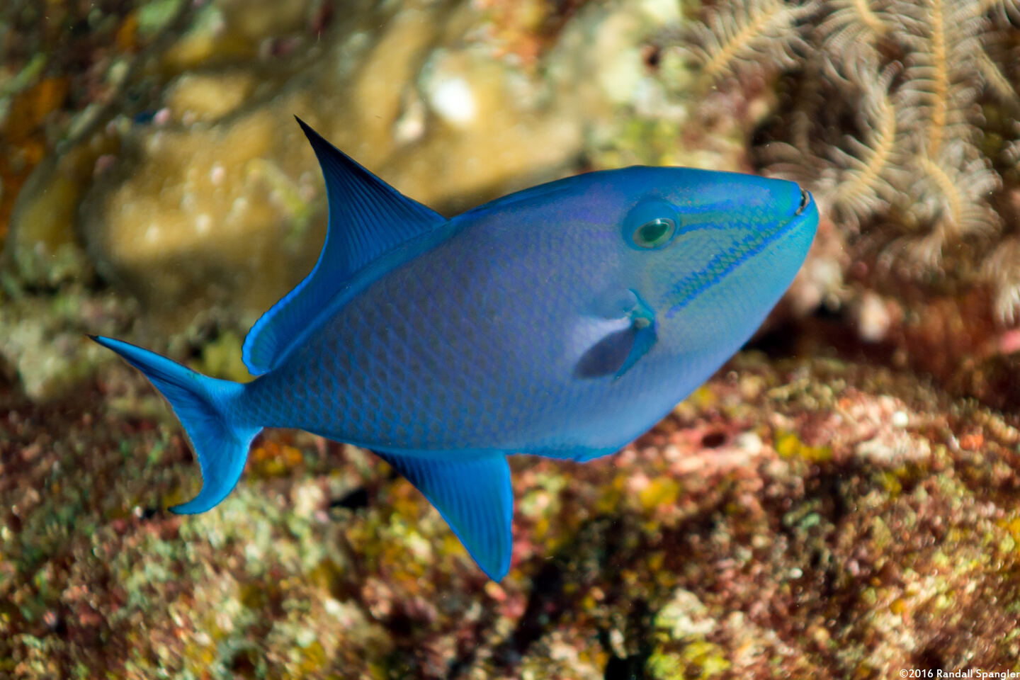 Odonus niger (Redtooth Triggerfish)