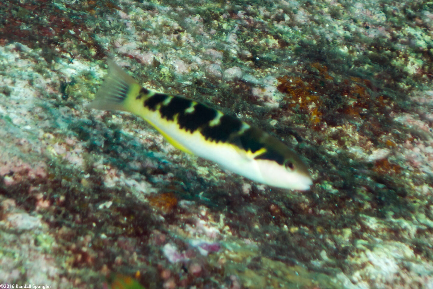 Thalassoma jansenii (Jansen's Wrasse)