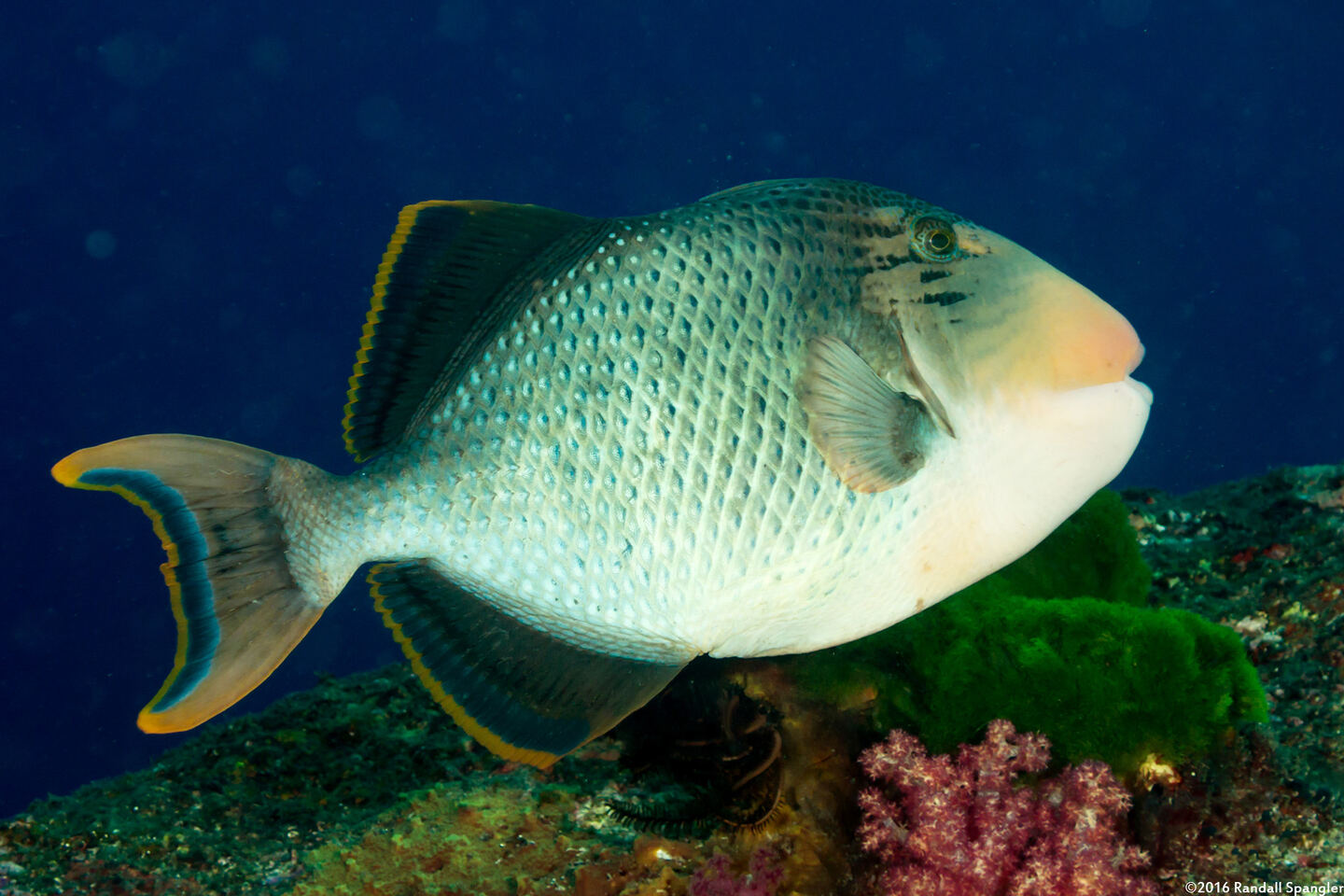 Pseudobalistes flavimarginatus (Yellowmargin Triggerfish)
