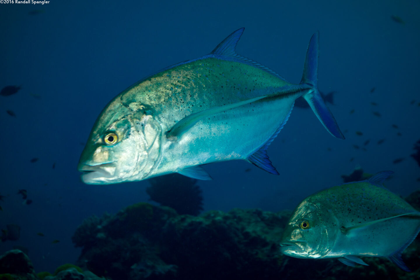 Caranx melampygus (Bluefin Trevally)