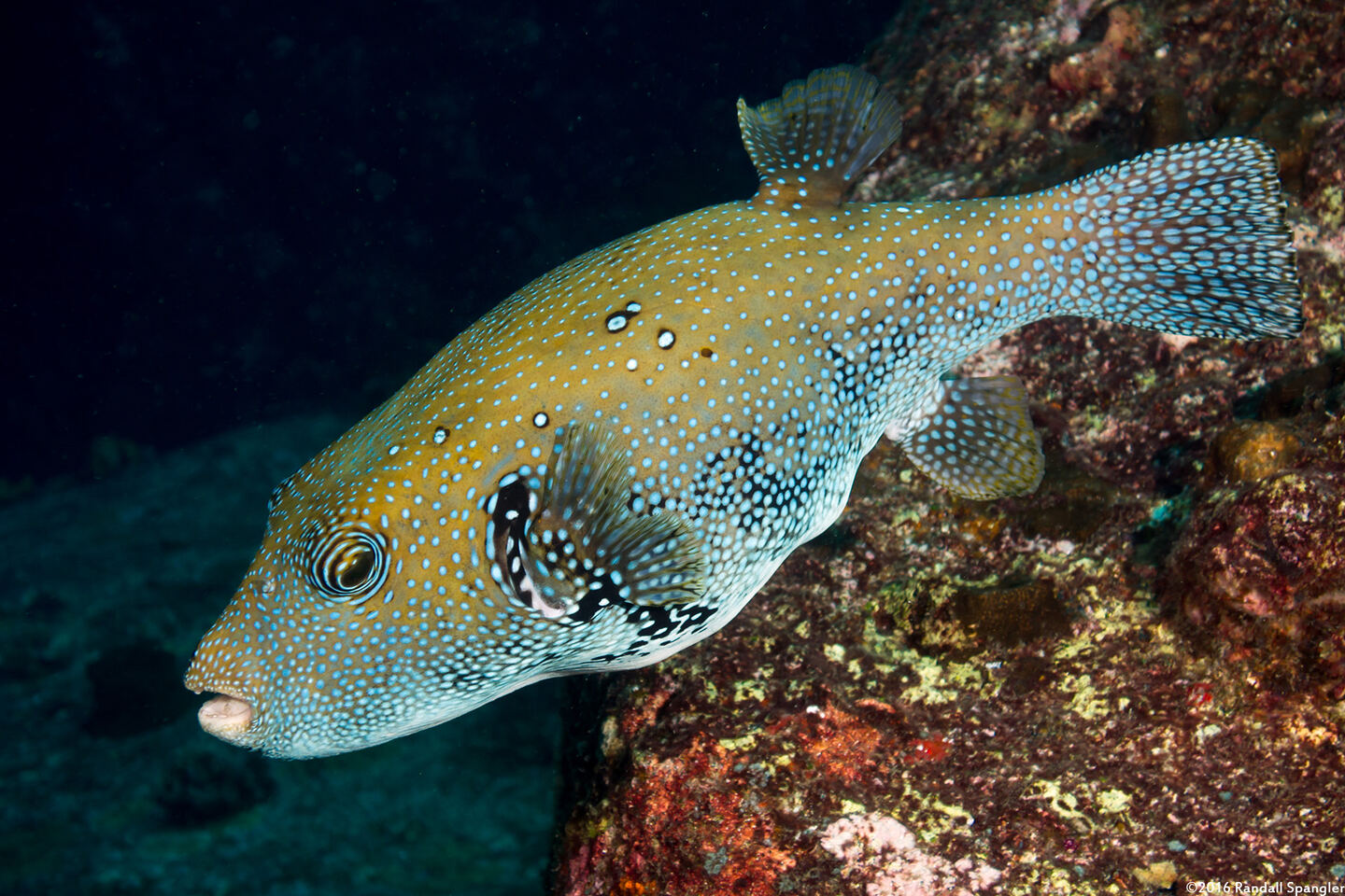 Arothron caeruleopunctatus (Blue-Spotted Puffer)