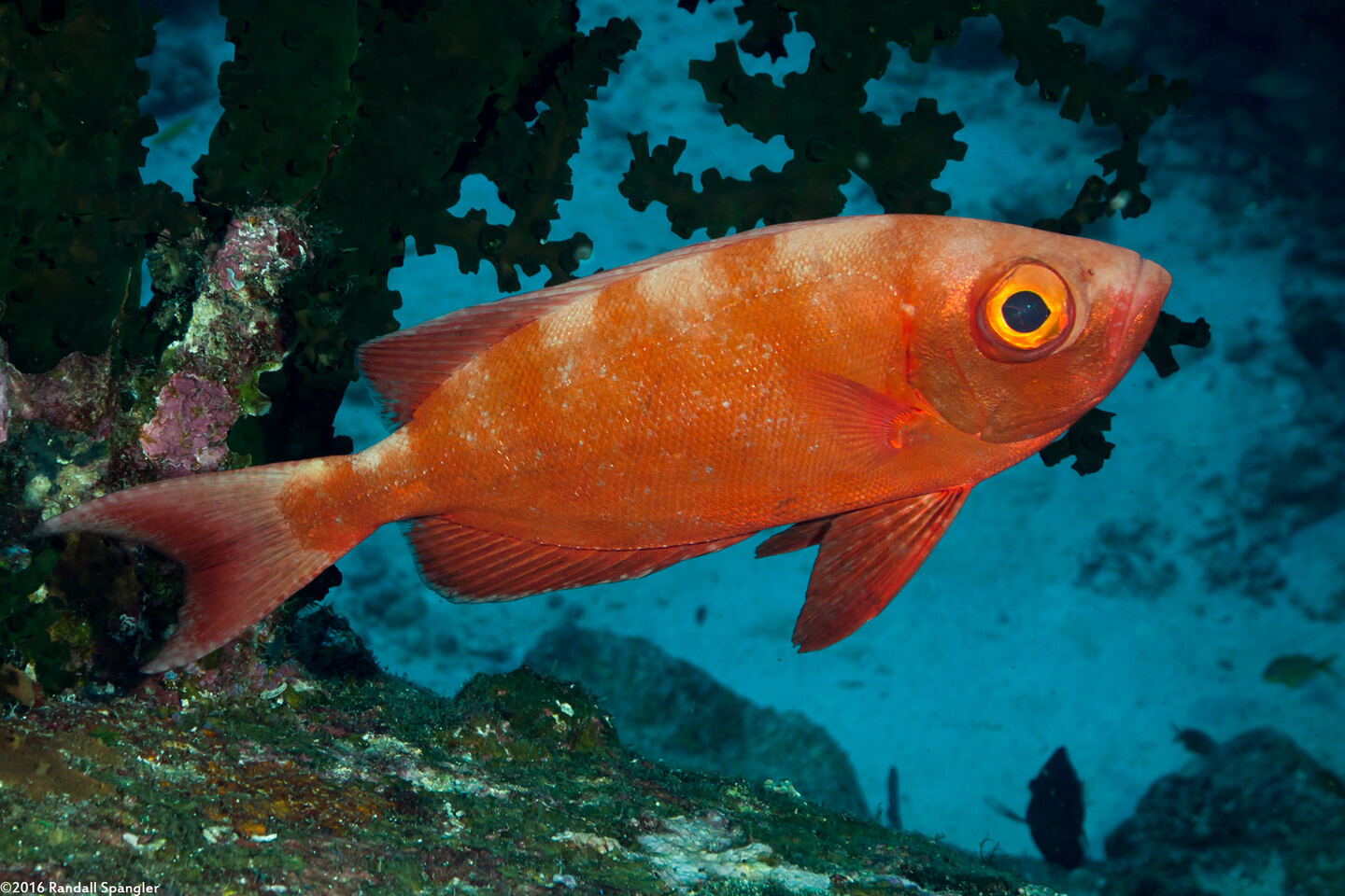 Heteropriacanthus cruentatus (Glasseye)