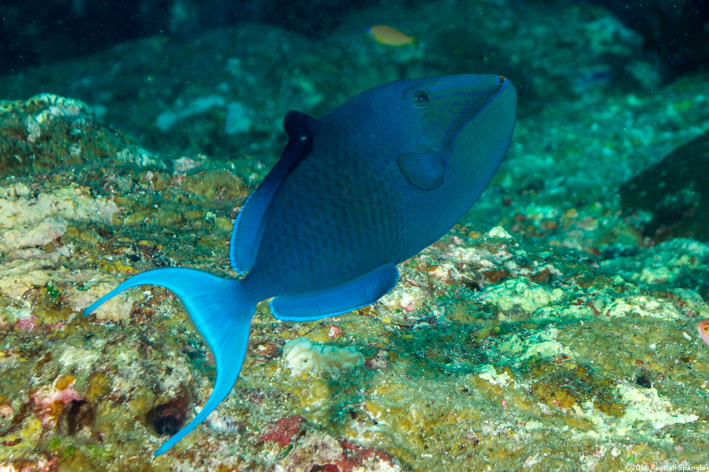 Odonus niger (Redtooth Triggerfish)