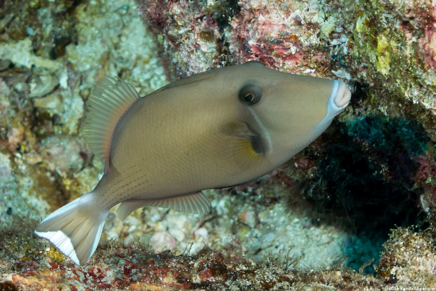 Sufflamen chrysopterum (Flagtail Triggerfish)