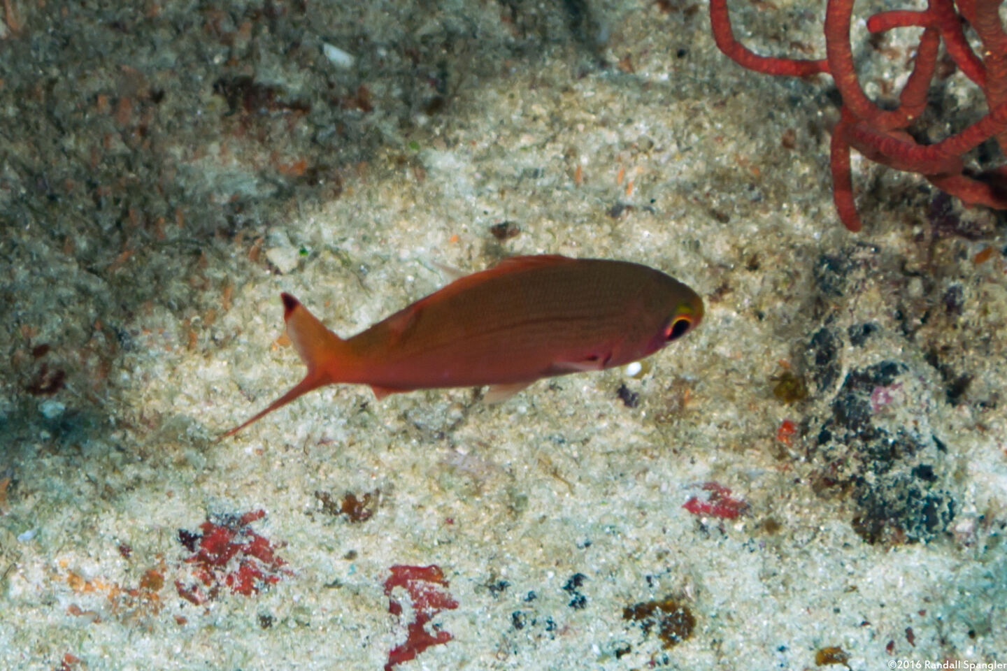 Pterocaesio pisang (Ruddy Fusilier)