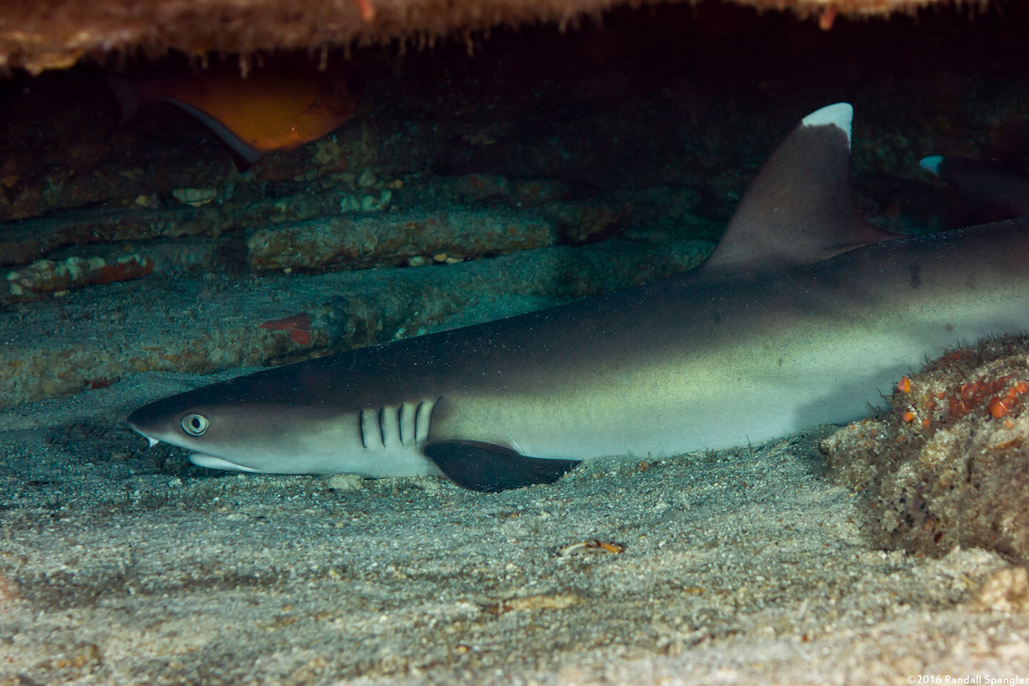 Triaenodon obesus (Whitetip Reef Shark)