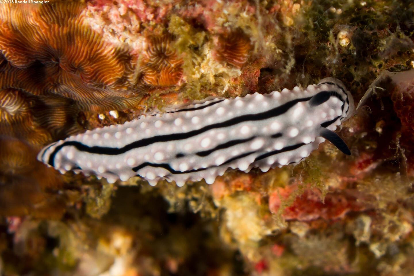 Phyllidiella zeylanica (Phyllidiella Zeylanica)