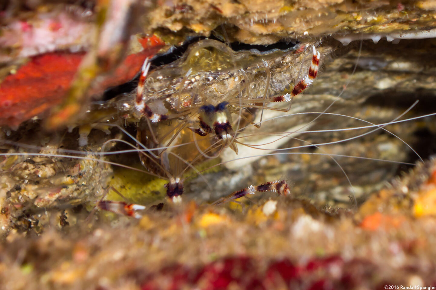Stenopus hispidus (Banded Coral Shrimp)