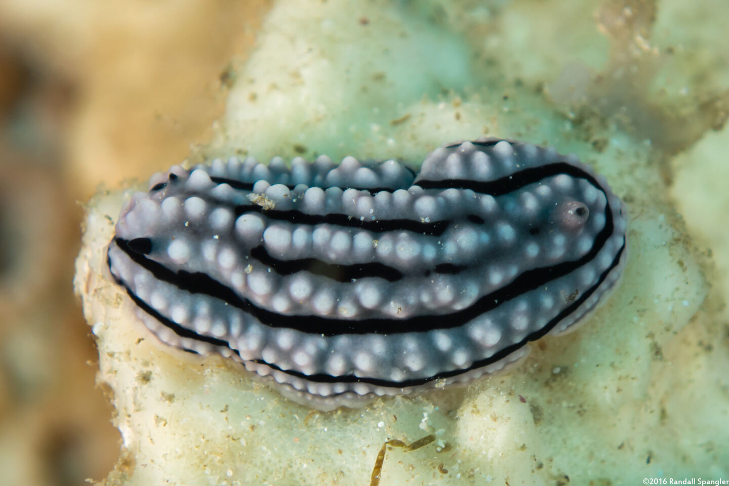 Phyllidiella zeylanica (Phyllidiella Zeylanica)