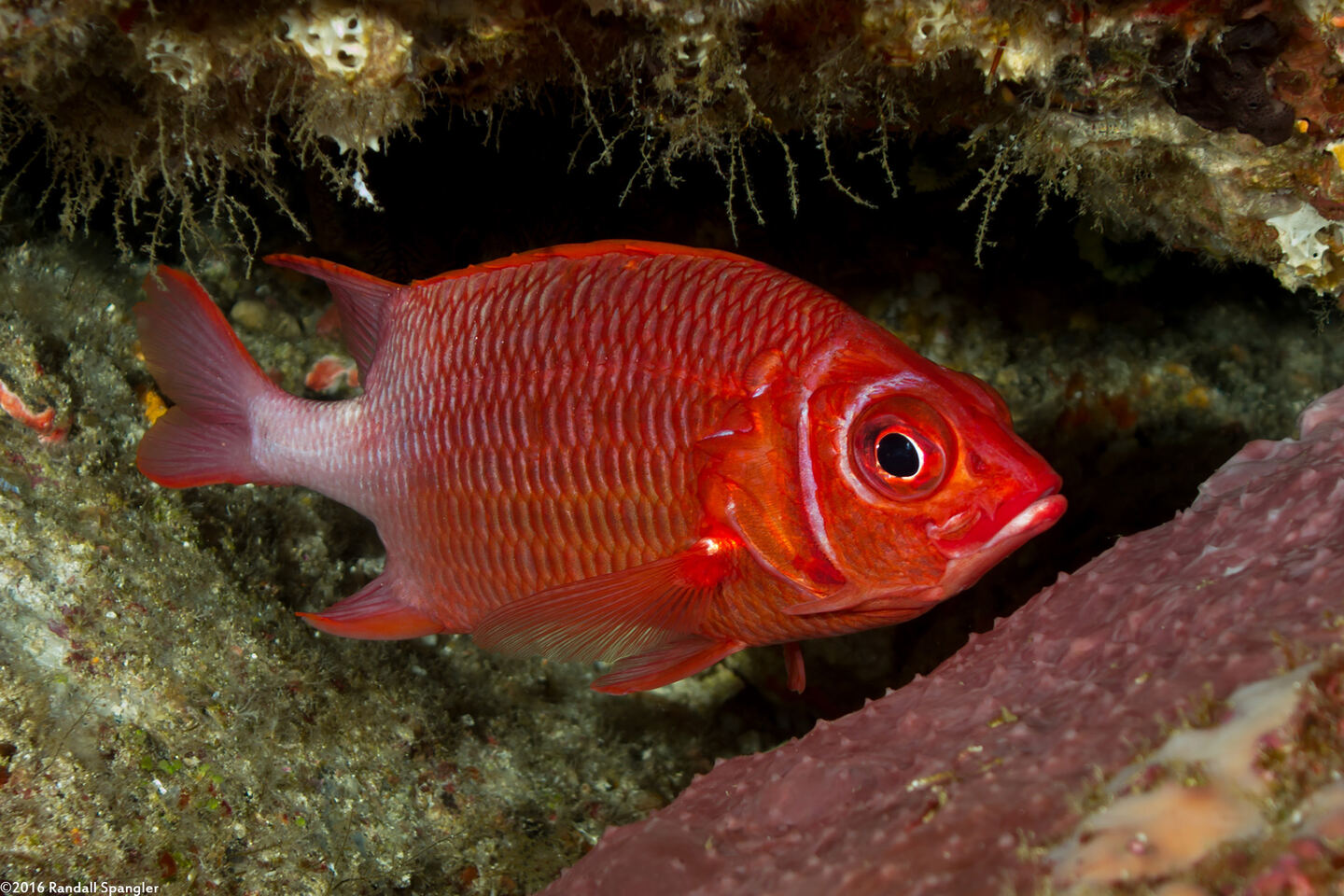 Sargocentron caudimaculatum (Tailspot Squirrelfish)
